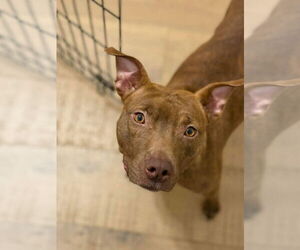 Mutt Dogs for adoption in Oakhurst, NJ, USA