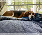 Small #2 Beagle
