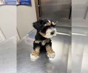 Schnauzer (Miniature) Puppy for sale in LAKE PANORAMA, IA, USA