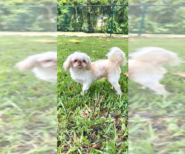 Medium Photo #4 Shih Tzu Puppy For Sale in Weston, FL, USA