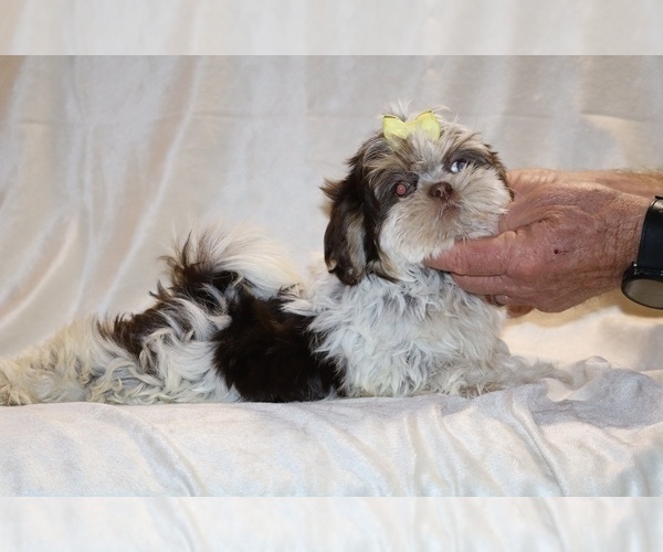 Medium Photo #18 Shih Tzu Puppy For Sale in DYERSBURG, TN, USA