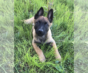 Belgian Malinois Puppy for sale in CHINO, CA, USA