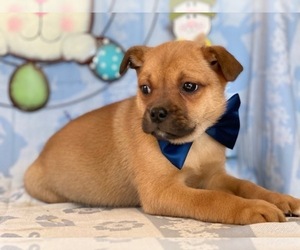 Pom-A-Pug Puppy for sale in LANCASTER, PA, USA
