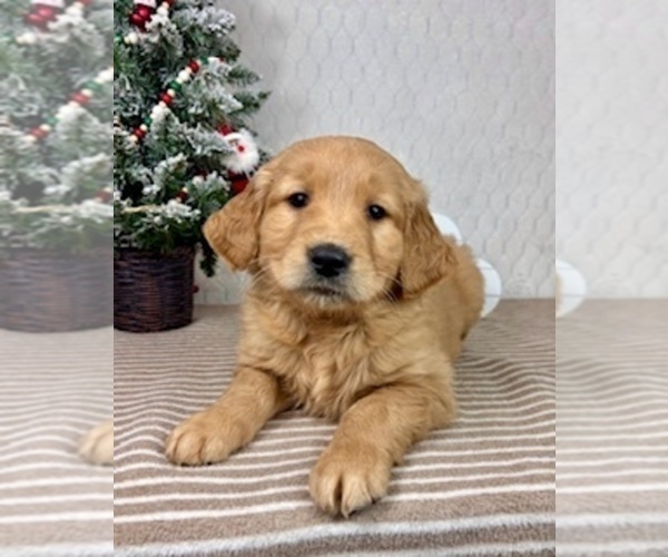 Medium Photo #2 Golden Retriever Puppy For Sale in GREENFIELD, IN, USA