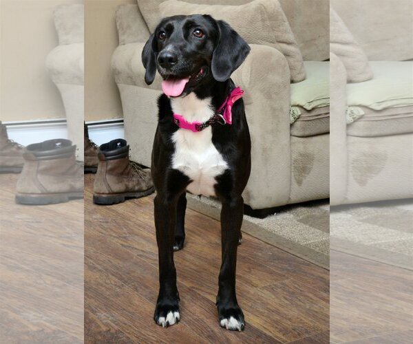 Medium Photo #1 Labrador Retriever-Unknown Mix Puppy For Sale in Rockaway, NJ, USA