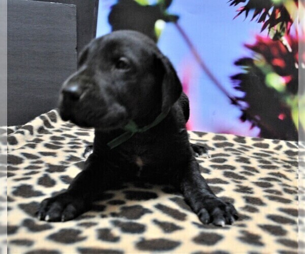 Medium Photo #5 Great Dane Puppy For Sale in BANGOR, WI, USA