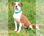 Small #1 American Pit Bull Terrier Mix