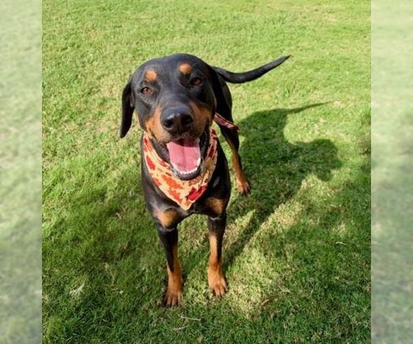 Medium Photo #1 Rottweiler-Unknown Mix Puppy For Sale in Tulsa, OK, USA