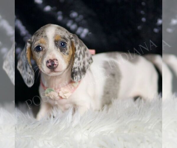 Medium Photo #4 Dachshund Puppy For Sale in WARSAW, IN, USA
