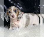 Small #3 Dachshund