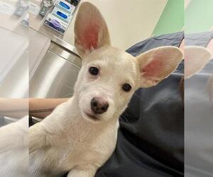 Chi-Corgi Dogs for adoption in Placerville, CA, USA