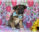 Small Photo #4 Australian Shepherd-Norwegian Elkhound Mix Puppy For Sale in LANCASTER, PA, USA