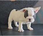 Small #1 French Bulldog