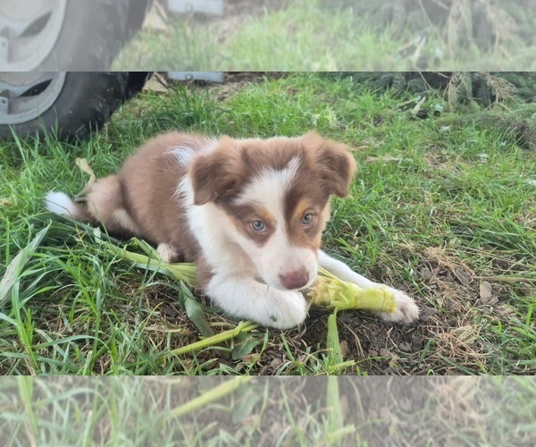 Medium Photo #2 Border-Aussie Puppy For Sale in BLUE RIVER, WI, USA