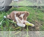 Small #1 Border-Aussie