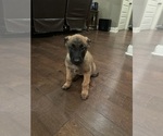 Small Photo #23 Belgian Malinois Puppy For Sale in ATHENS, AL, USA
