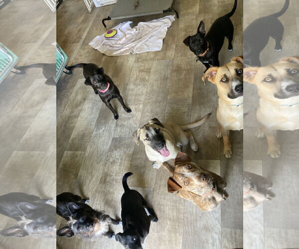 Medium Photo #6 Labrador Retriever-Unknown Mix Puppy For Sale in San Diego, CA, USA