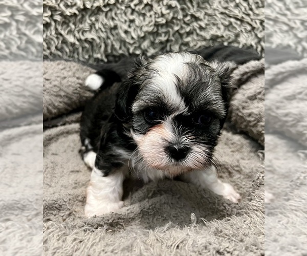 Medium Photo #29 Zuchon Puppy For Sale in RENO, NV, USA