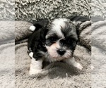 Small Photo #29 Zuchon Puppy For Sale in RENO, NV, USA