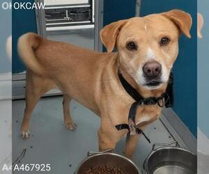 Mutt Dogs for adoption in Oklahoma City, OK, USA