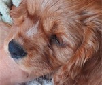 Small Photo #11 Cavalier King Charles Spaniel Puppy For Sale in BELVIDERE, IL, USA