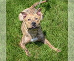 Small #2 American Staffordshire Terrier-Bull Terrier Mix