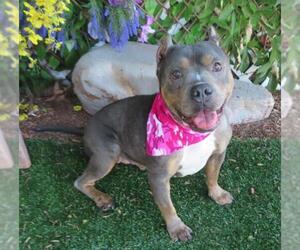American Pit Bull Terrier-Unknown Mix Dogs for adoption in Oklahoma City, OK, USA