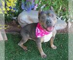 Small American Pit Bull Terrier Mix
