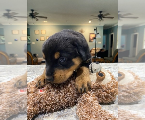 Medium Photo #2 Rottweiler Puppy For Sale in VIOLA, AR, USA