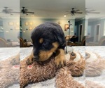 Small Photo #2 Rottweiler Puppy For Sale in VIOLA, AR, USA
