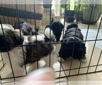 Small Photo #6 Shih Tzu Puppy For Sale in LONGWOOD, FL, USA