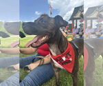 Small #3 American Staffordshire Terrier-Boxer Mix