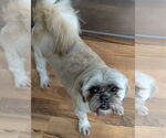 Small #4 Shih Tzu