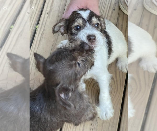 Medium Photo #4 Schnauzer (Miniature) Puppy For Sale in WESTMINSTER, SC, USA