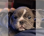 Puppy HANK English Bulldog