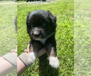 Australian Shepherd Puppy for sale in BURLINGTON, NC, USA