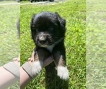 Small Photo #1 Australian Shepherd Puppy For Sale in BURLINGTON, NC, USA