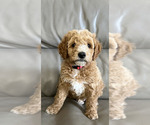 Puppy Red collar Goldendoodle (Miniature)