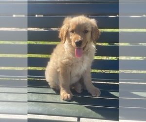 Golden Retriever Puppy for sale in ANAHEIM, CA, USA