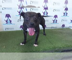 Small Mutt