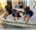 Small #3 German Shepherd Dog