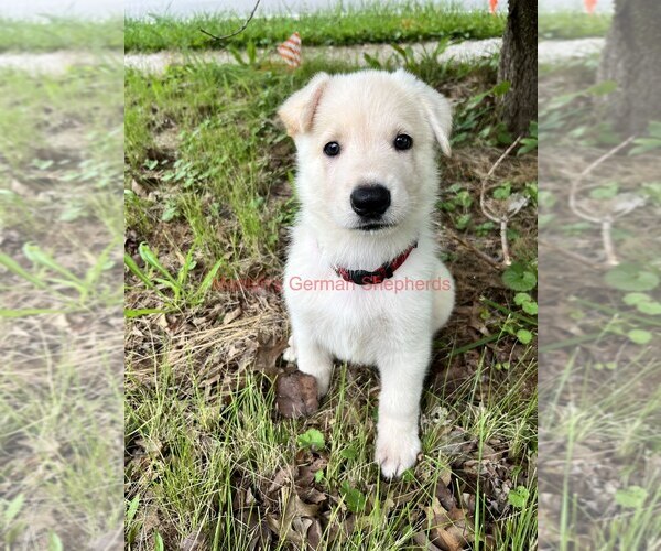 Medium Photo #2 German Shepherd Dog Puppy For Sale in PIEDMONT, MO, USA