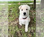 Small #1 German Shepherd Dog