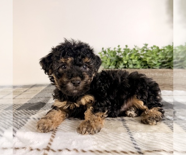 Medium Photo #5 Yorkipoo Puppy For Sale in GREENFIELD, IN, USA