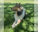 Small #2 Collie