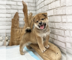 Shiba Inu Puppy for Sale in SAN FRANCISCO, California USA