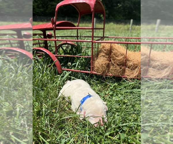 Medium Photo #7 Labrador Retriever Puppy For Sale in NEOLA, WV, USA