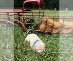 Small #6 Labrador Retriever