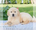 Small #2 Golden Retriever