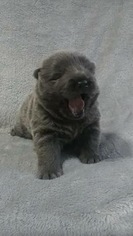 Chow Chow Puppy for sale in BETWEEN, GA, USA